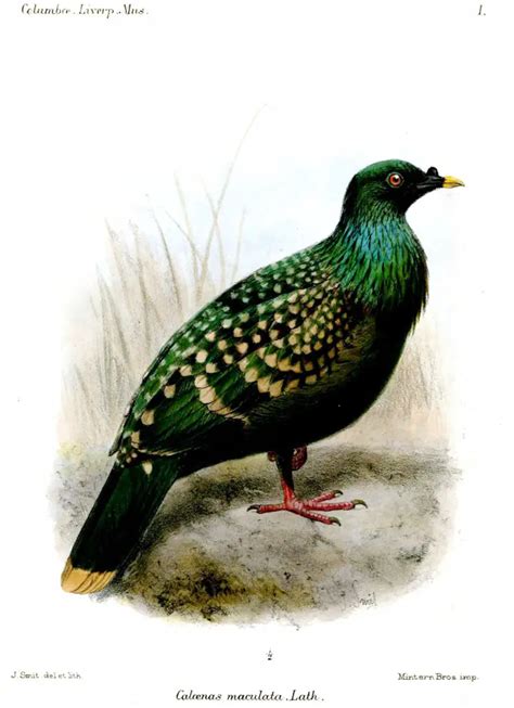 Dodos and spotted green pigeons are descendants of an island hopping bird