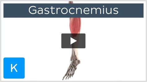 Gastrocnemius Muscle: Origin, Insertion, Functions Kenhub, 56% OFF