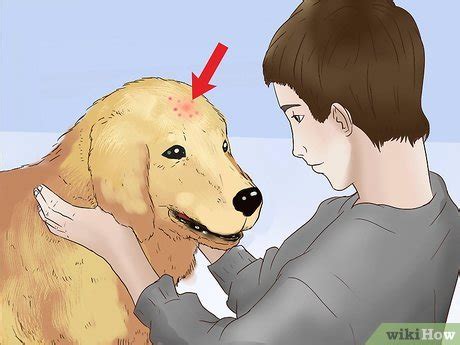 How to Treat Flea Bites on Dogs: 15 Steps (with Pictures)