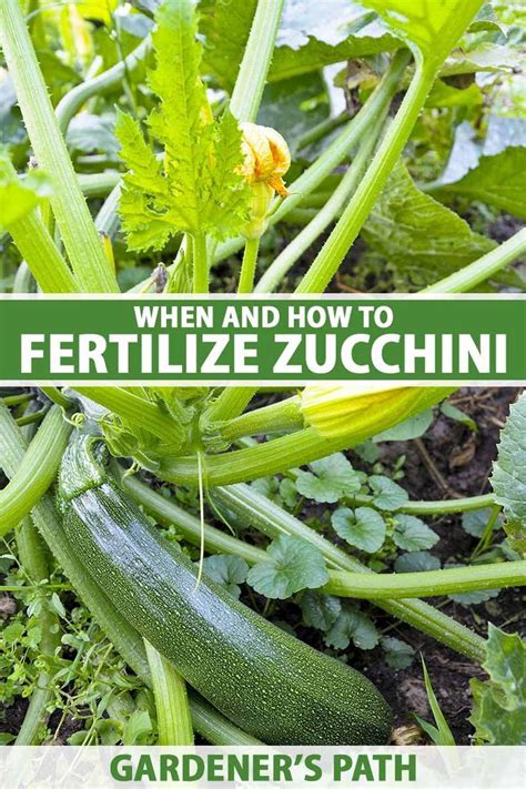 How To Grow Zucchini From Seed To Harvest Artofit