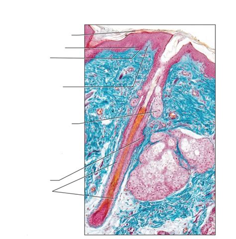 A P Quiz Integumentary System Diagram Quizlet