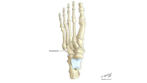 Os Peroneum Zao Rehab