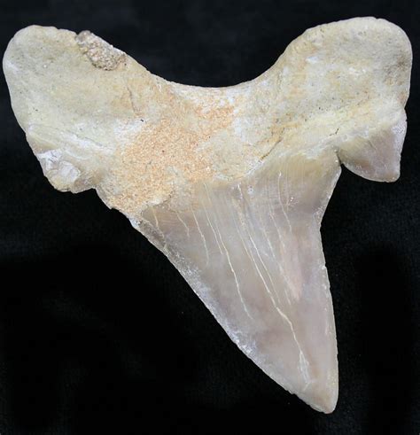 2.2" Otodus Shark Tooth Fossil - Eocene (#26688) For Sale - FossilEra.com