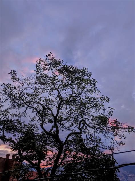 Reinaldo Spitaletta On Twitter La Tarde Se Pint De Malva Rosa Y