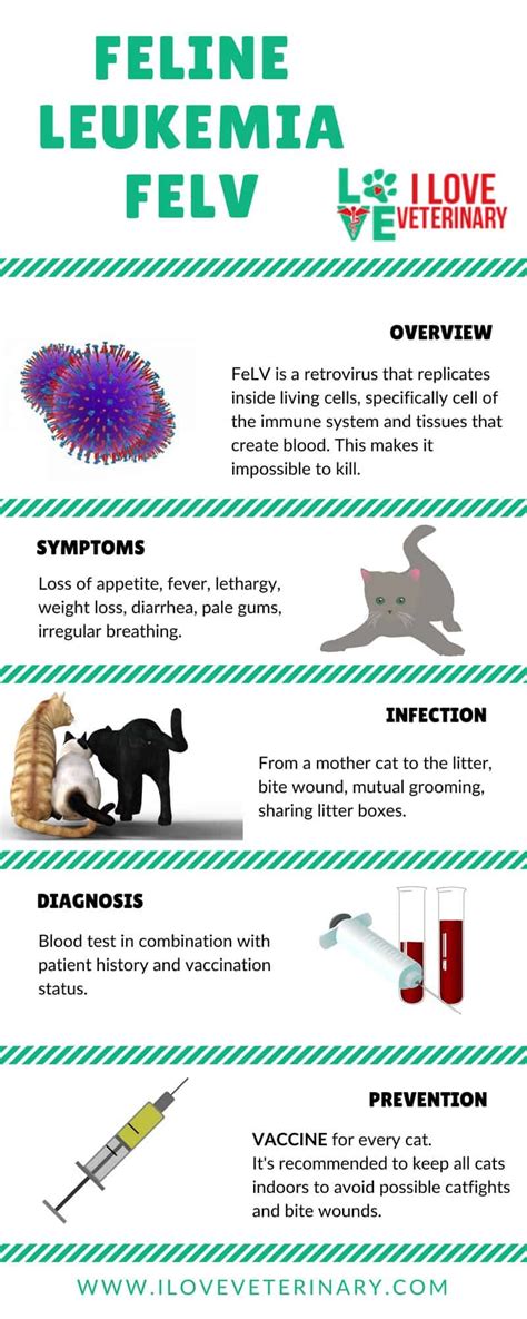 Feline Leukemia (FeLV) - Fact Sheet - I Love Veterinary