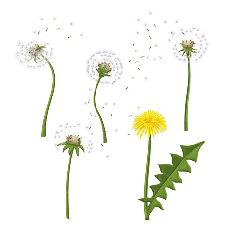 Premium Vector Dandelion Flower Nature Set Cartoon Vector Illustration