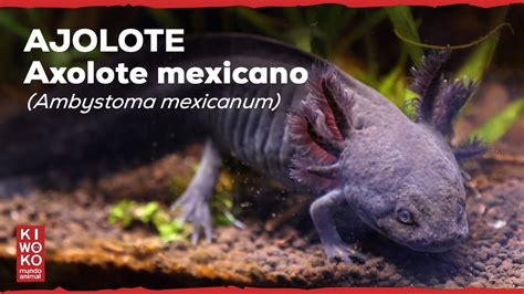 Ajolote O Axolote Mexicano Ficha T Cnica Youtube