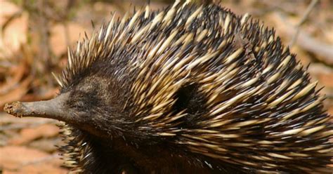 7 Things You Might Not Know About Echidnas