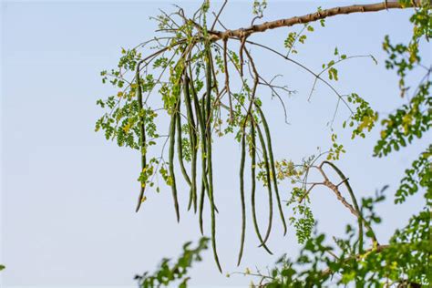 Unlocking The Power Of Moringa A Comprehensive Guide To Its Health