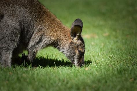 Australian Kangaroo is in the Zoo Habitat Stock Image - Image of ...