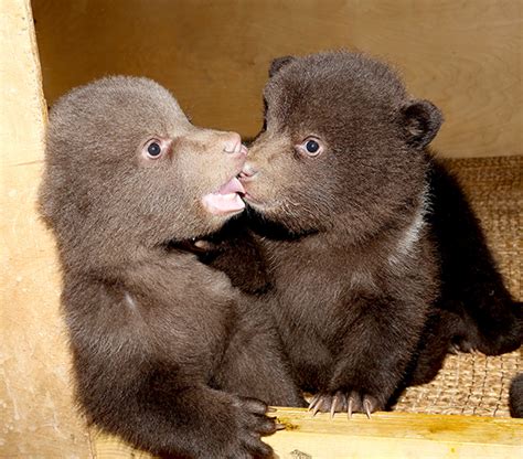 A trip to the Orphan Bear Rescue Centre is worth the journey | IFAW ...