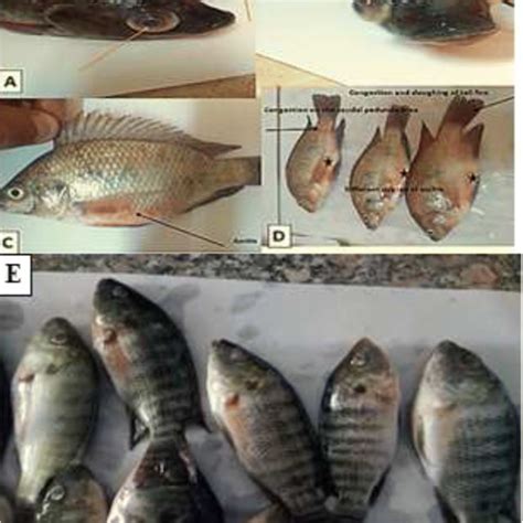 O Niloticus Naturally Infected With S Iniae Showing Severe Download Scientific Diagram