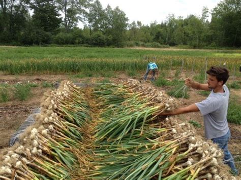 Summer Garlic Harvest – Green Garden Farm