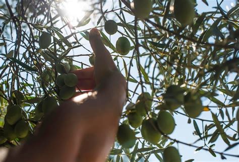 Premium Photo | Cropped hand picking fruit on plant