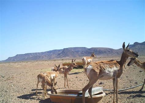 Sonoran Pronghorn Water Catchments