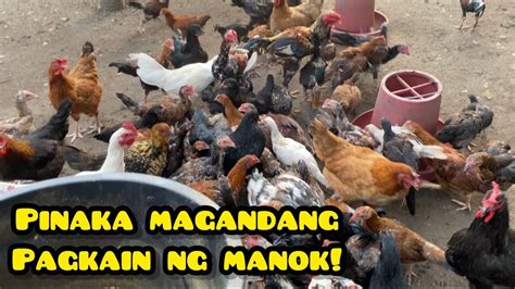 Pinakamagandang Feeds Ng Manok Youtube