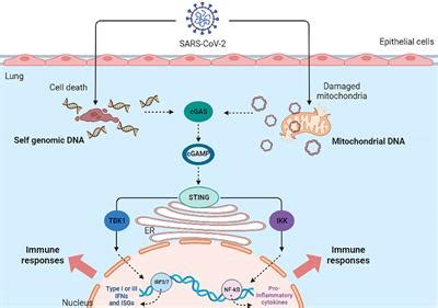 Frontiers Host Mitochondria More Than An Organelle In Sars Cov