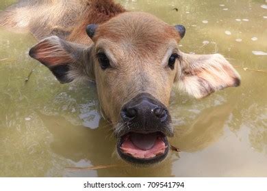 105 Adorable Baby Water Buffalo Images, Stock Photos & Vectors | Shutterstock