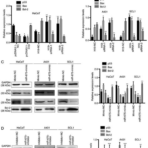 P53 Is Associated With The H19mir 675 Axis In Cutaneous Squamous Cell