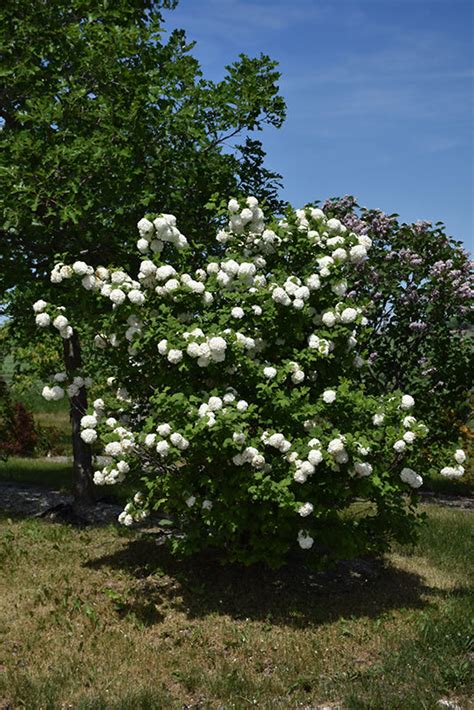 European Snowball Viburnum Opulus Sterile