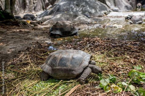 Gigantic Turtles In Seychelles Rare Endemic Species Giant Turtle