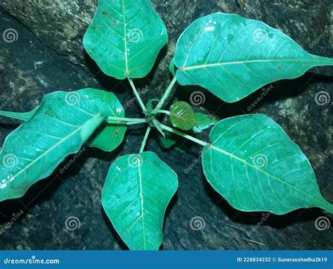 Ficus Religiosa Or Sacred Fig Or Peepal Tree Leaves Stock Photo