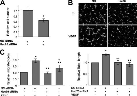 Heat Shock Cognate Protein 70 Is Essential For Akt Signaling In