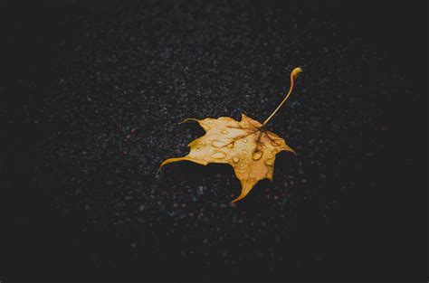 4928x3264 Leaf Ground Dark Outside Autumn Rain Drop Rain Stem