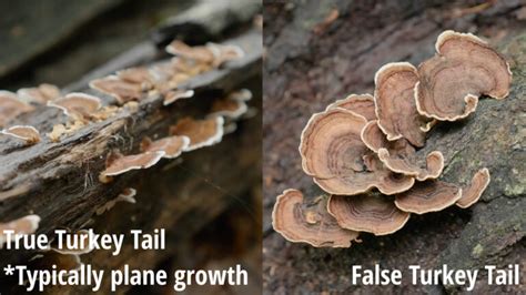 Turkey Tail Mushroom Identification A Comprehensive Guide