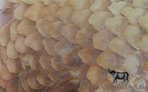 pangolin scales Archives - ANNAMITICUS