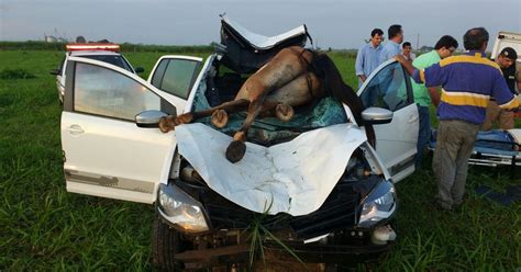 G1 Cavalo vai parar no para brisa de veículo e morre em acidente em