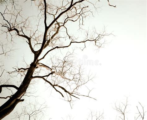 Photos De Arbre Mort De Silhouette Sans Lames Photos De Stock