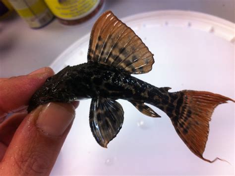 Pseudacanthicus Sp L273 Titanicus Pleco