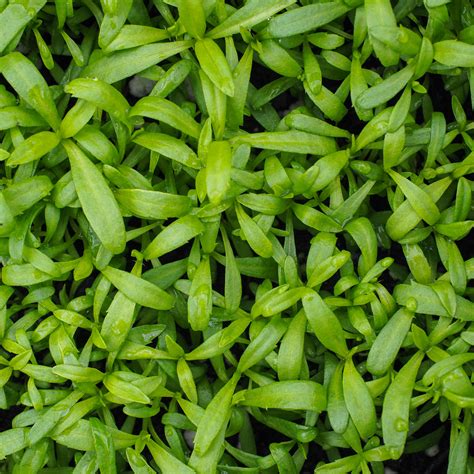 micro mexican tarragon