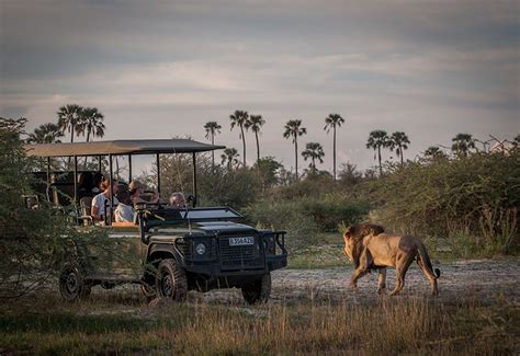 African Safari articles - Top 10 Okavango Delta Lodges