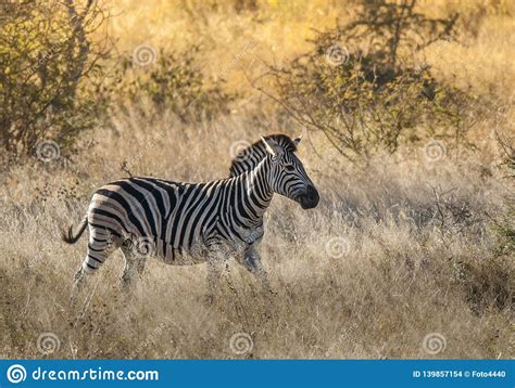 Common Zebra South Africa Stock Photo Image Of Wildlife Mammalia