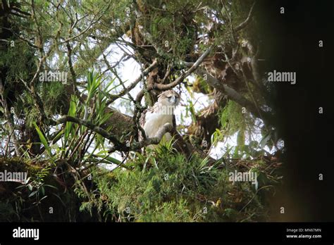 Great Philippine eagle (Pithecophaga jefferyi) nesting in Mindanao ...