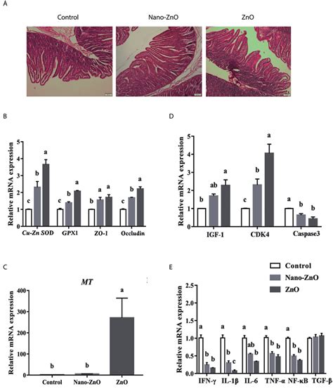 The Effects Of Zno Treatments On Intestinal Morphology And The