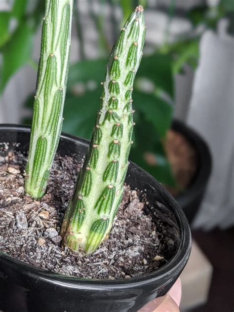 How To Care For The Striking Pickle Plant Succulent Kleinia