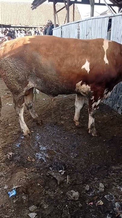 sapi mahal  sapiasliindonesia bull sapi sapisimental