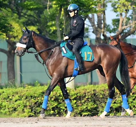 Pog用 ダノンザタイガー 人気薄推しのめったに当たらない馬券簿