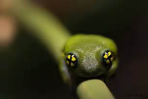 India's Chalazodes Bubble-nest Frog was thought extinct for 125 years ...