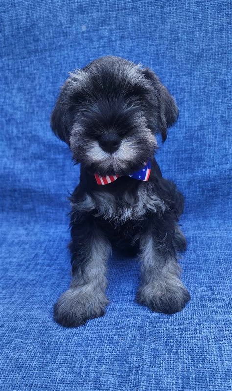Miniature Schnauzer Puppies For Sale In Alabama
