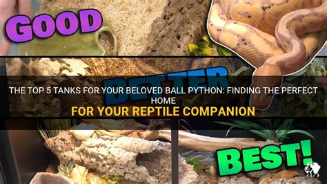 The Top 5 Tanks For Your Beloved Ball Python: Finding The Perfect Home For Your Reptile ...