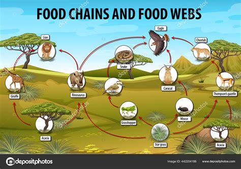 Grasslands Biome Food Web