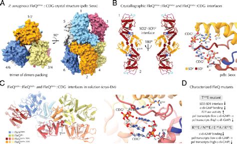 C Di Gmp Dependent Interfaces A Trimer Of Dimers Crystallographic Download Scientific