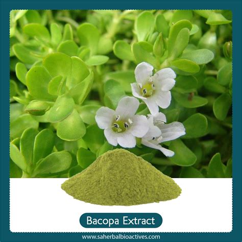 Manufacturer Of Bacopa Monnieri Extract I Neer Brahmi Extract