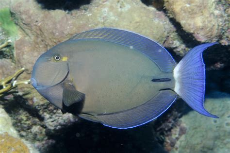 Acanthurus Blochii