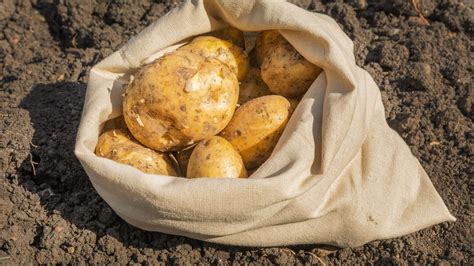 Kartoffeln Im Sack Anbauen So Ernten Sie Trotz Platzmangel