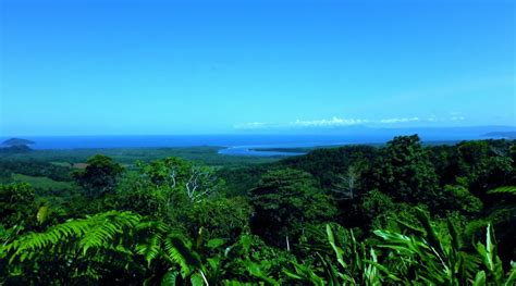 Daintree Rainforest Tour Explore The Ancient Rainforest